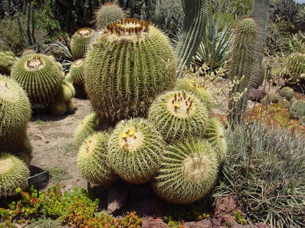 Echinocactus_grusonii_3